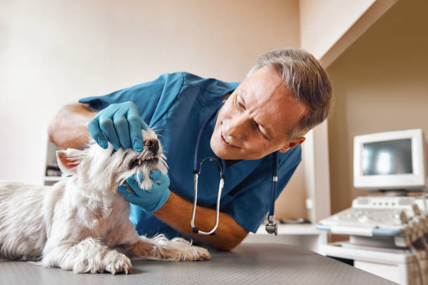 Best 24-Hour Emergency Dental Care in Seminole Manor, FL